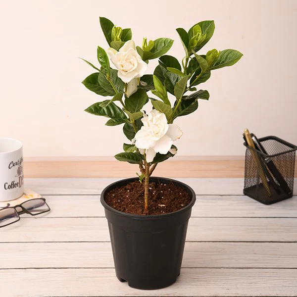 Gardenia, Ananta Plant in 7 inch (18 cm) Grower Round Plastic Pot (Black)
