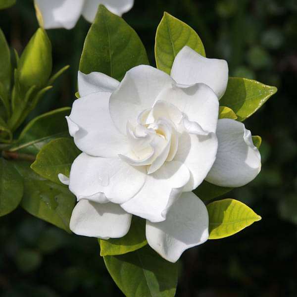 Gardenia Dwarf, Ananta Dwarf - Plant - Image 2
