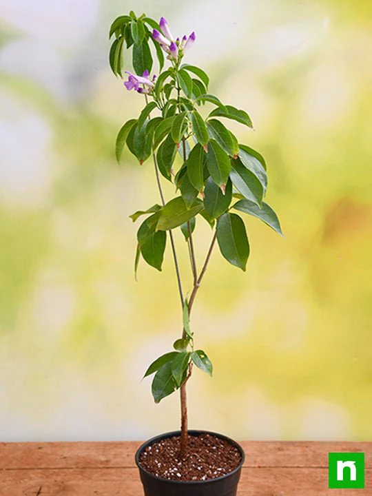 Garlic Creeper, Mansoa Alliacea - Plant - Image 2