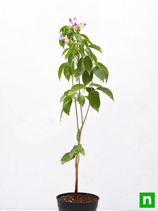 Garlic Creeper, Mansoa Alliacea - Plant - Image 3