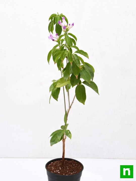 Garlic Creeper, Mansoa Alliacea - Plant - Image 4