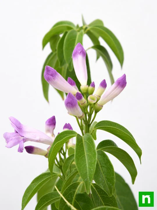 Garlic Creeper, Mansoa Alliacea - Plant - Image 5