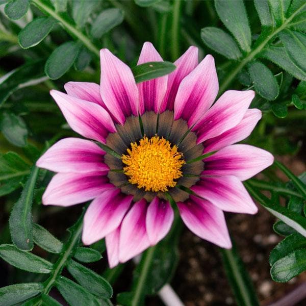 Gazania (Pink-White) - Plant