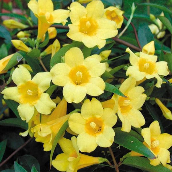 Gelsemium sempervirens - Plant