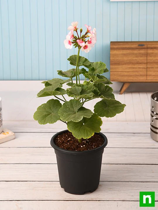 Geranium (Any Color) - Plant - Image 2
