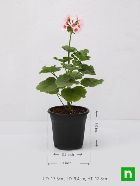 Geranium (Any Color) - Plant - Image 3