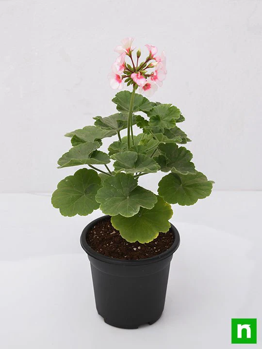 Geranium (Any Color) - Plant - Image 4