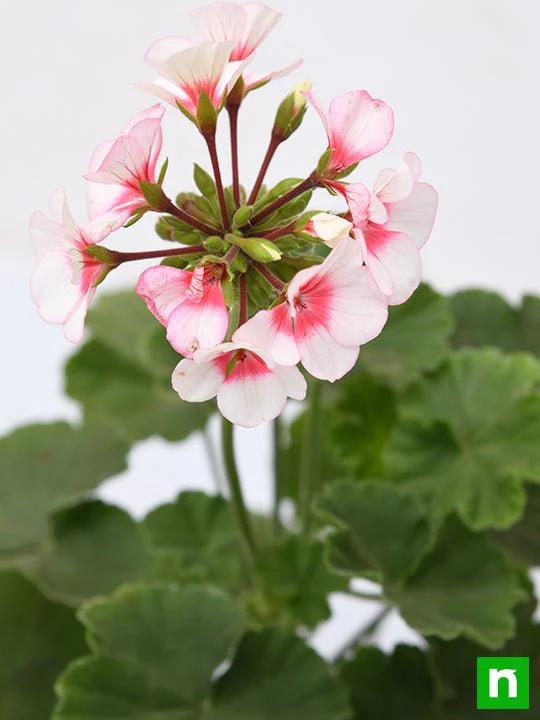Geranium (Any Color) - Plant - Image 5