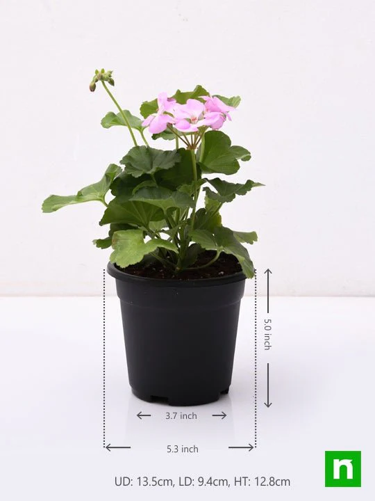 Geranium Ivy, Geranium Creeper (Baby Pink) - Plant - Image 3