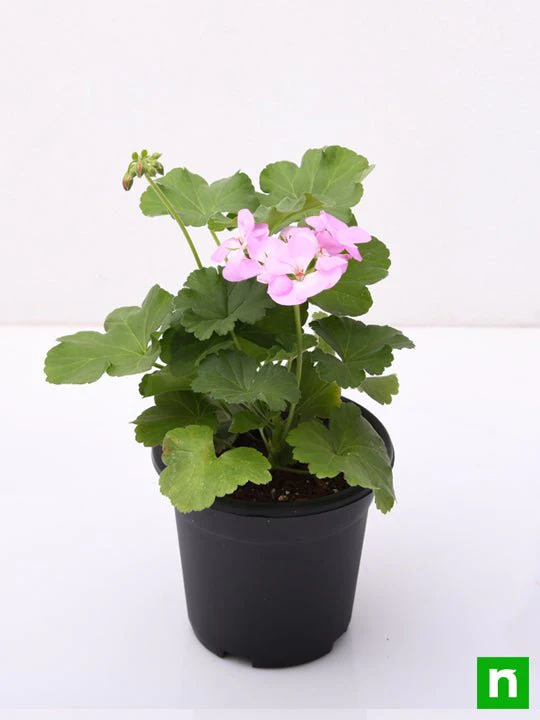 Geranium Ivy, Geranium Creeper (Baby Pink) - Plant - Image 4
