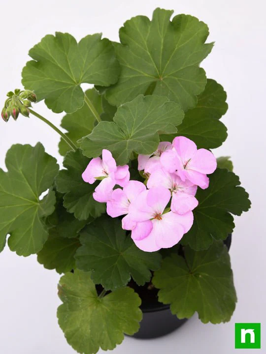 Geranium Ivy, Geranium Creeper (Baby Pink) - Plant - Image 5