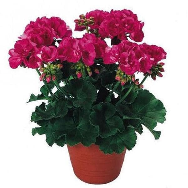 Geranium Ivy, Geranium Creeper (Pink) - Plant - Image 2