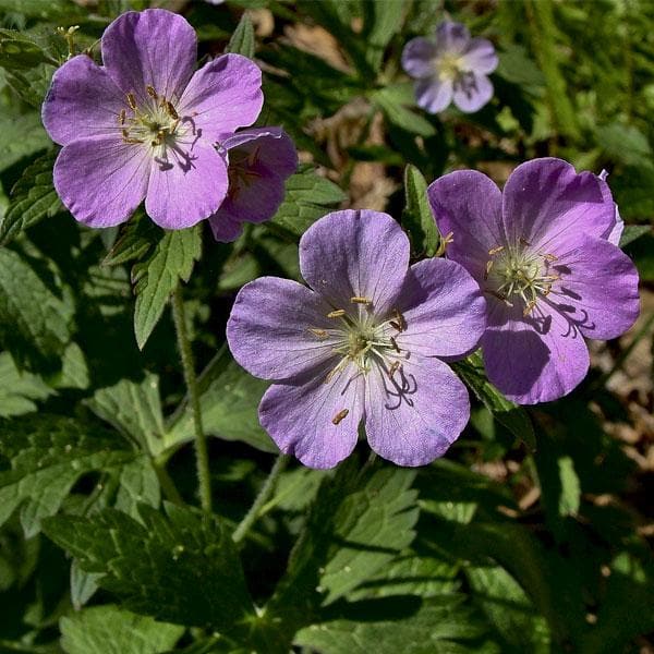 Geranium maculatum - Plant