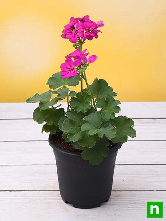 Geranium (Pink) - Plant - Image 2