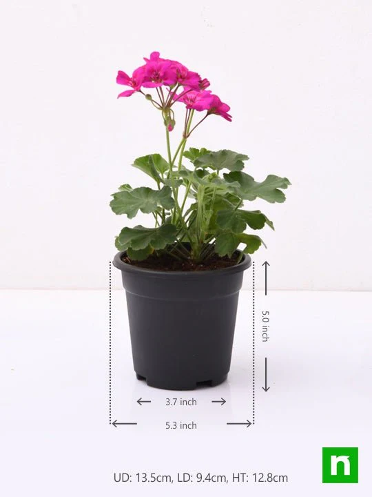 Geranium (Pink) - Plant - Image 3