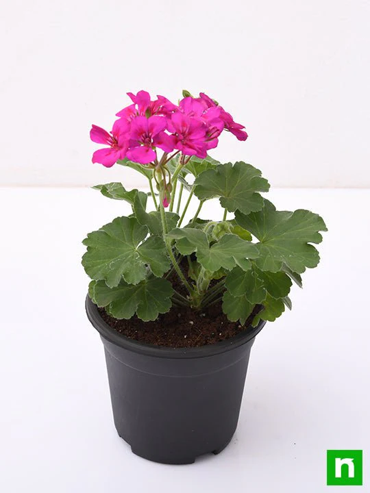 Geranium (Pink) - Plant - Image 4