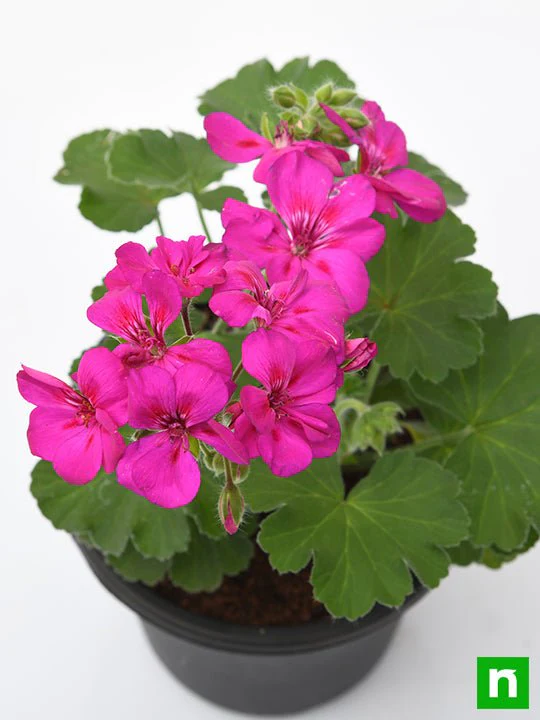 Geranium (Pink) - Plant - Image 5
