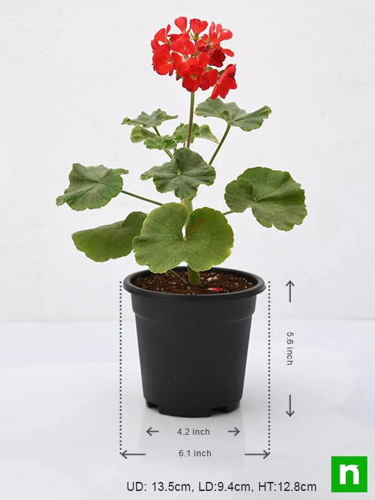 Geranium (Red) - Plant - Image 3