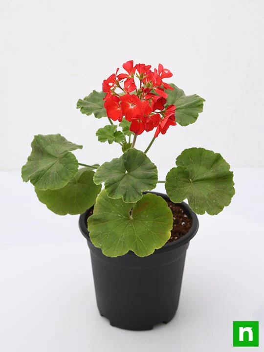 Geranium (Red) - Plant - Image 4