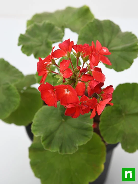 Geranium (Red) - Plant - Image 5