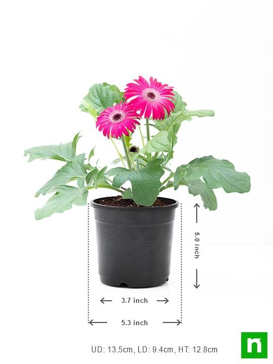 Gerbera (Any Color) - Plant - Image 3