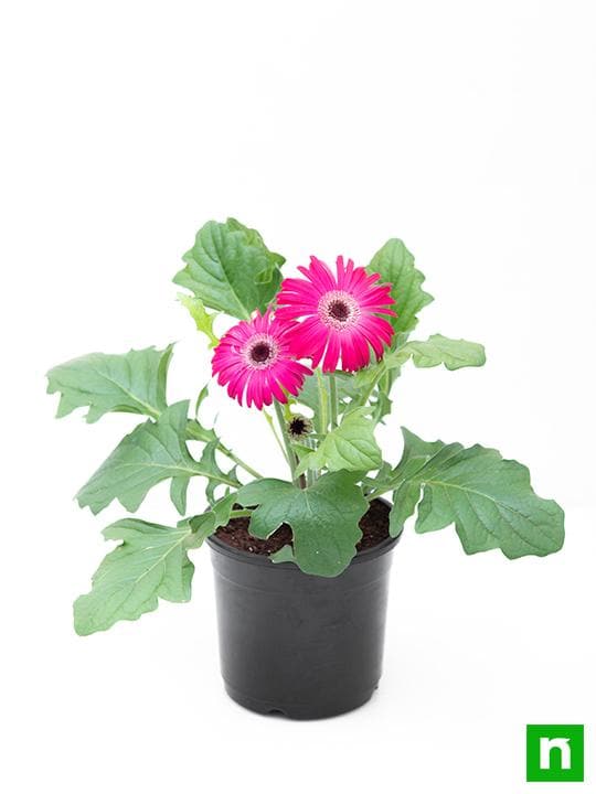 Gerbera (Any Color) - Plant - Image 4
