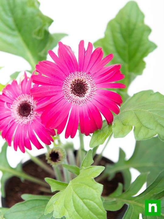 Gerbera (Any Color) - Plant - Image 5