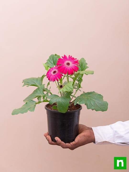 Gerbera (Any Color) - Plant - Image 6