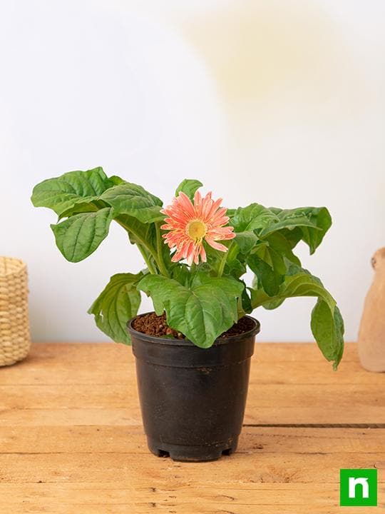 Gerbera (Pink) - Plant - Image 2