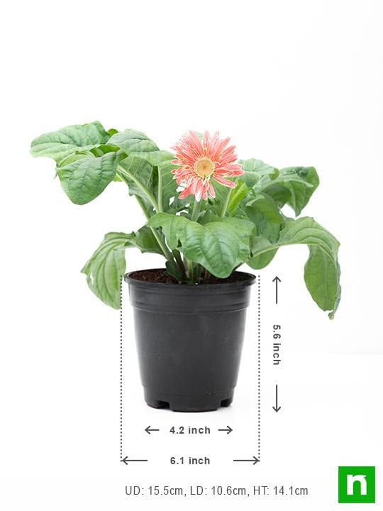 Gerbera (Pink) - Plant - Image 3
