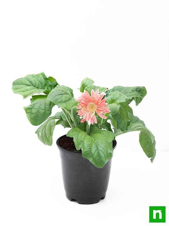 Gerbera (Pink) - Plant - Image 4