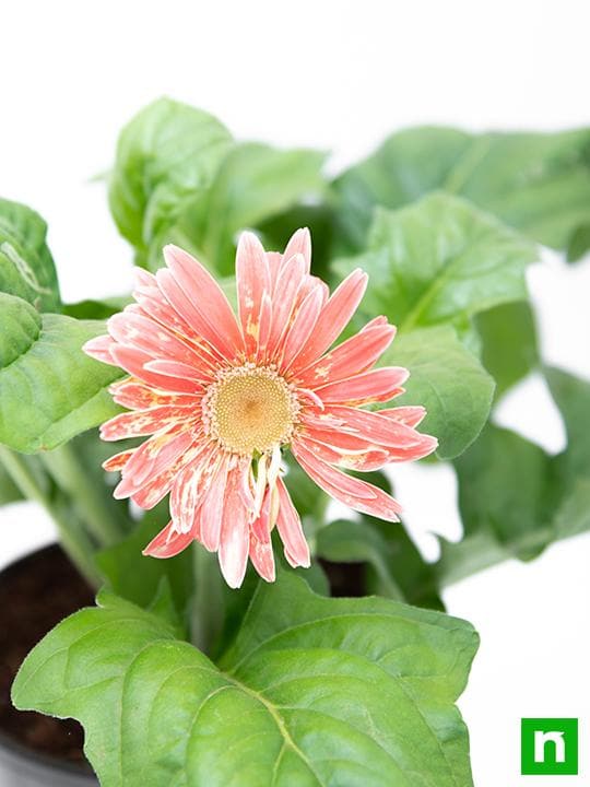 Gerbera (Pink) - Plant - Image 5