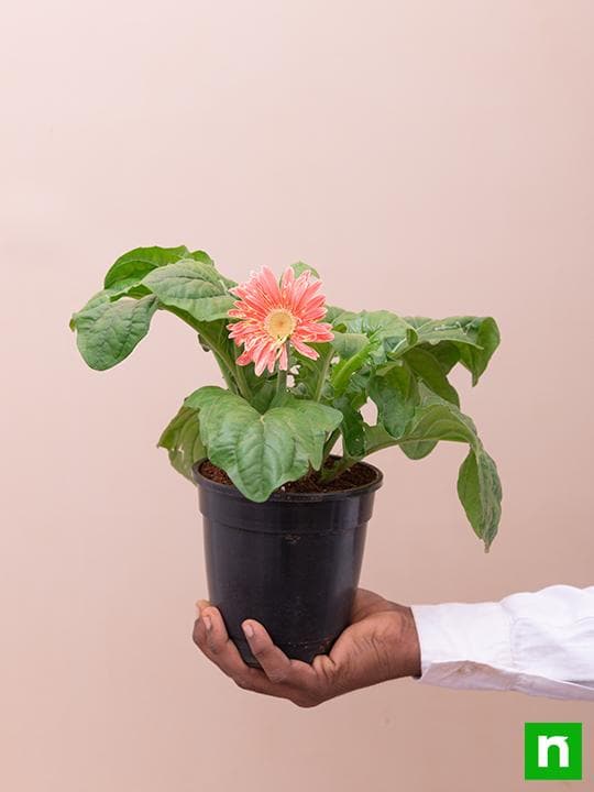 Gerbera (Pink) - Plant - Image 6