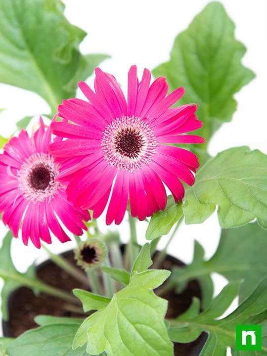 Gerbera (Dark Pink) - Plant - Image 5