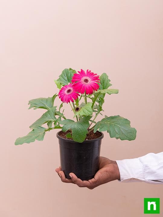 Gerbera (Dark Pink) - Plant - Image 6