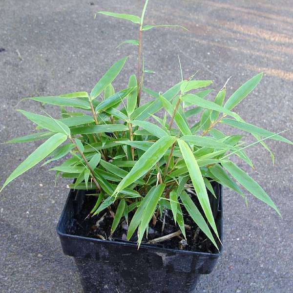 Giant cane, Arundinaria gigantea - Plant