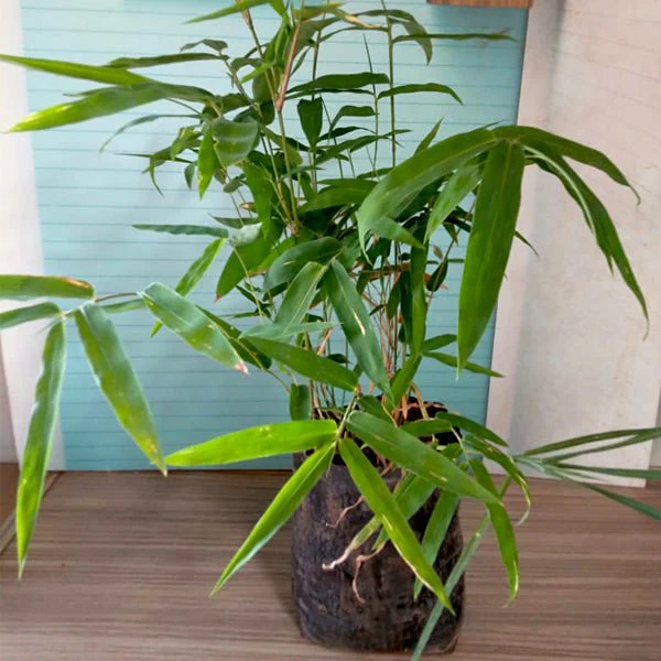 Giant thorny bamboo, Bambusa bambos - Plant
