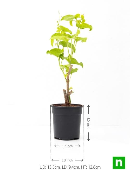 Giloy Plant, Gulvel - Plant - Image 3