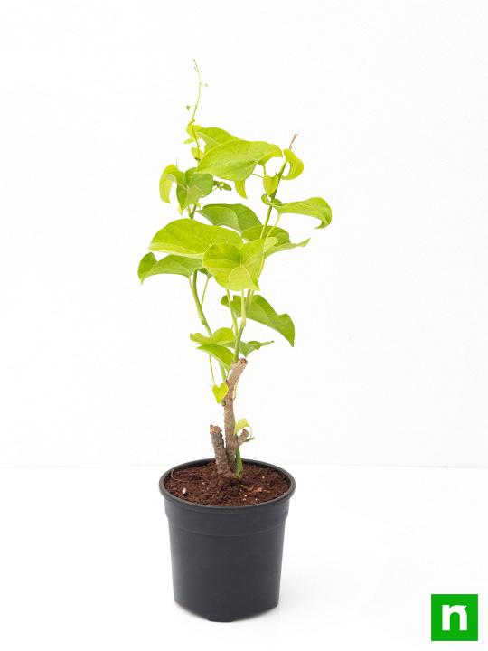 Giloy Plant, Gulvel - Plant - Image 4