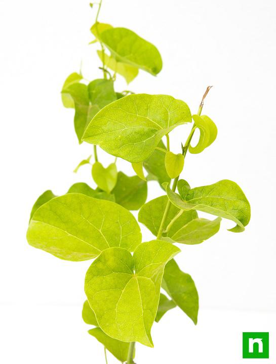 Giloy Plant, Gulvel - Plant - Image 5