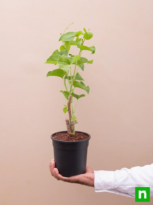 Giloy Plant, Gulvel - Plant - Image 6