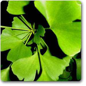 Ginkgo biloba - Plant
