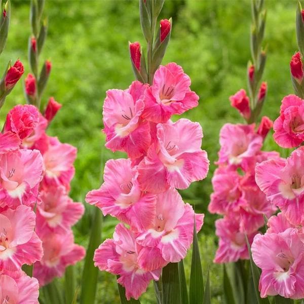 Gladiolus Ariot (Pink, White) - Bulbs (set of 10)