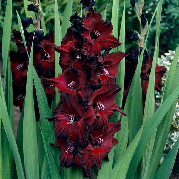 Gladiolus Black Beauty (Red, Black) - Bulbs (set of 10)