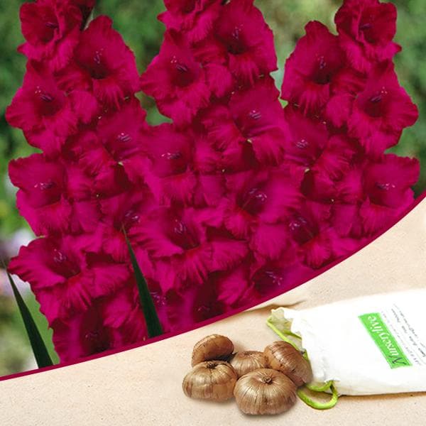 Gladiolus Candyman (Dark Pink) - Bulbs (set of 10)