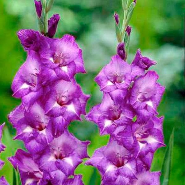Gladiolus Charm Glow (Purple, White) - Bulbs (set of 10)