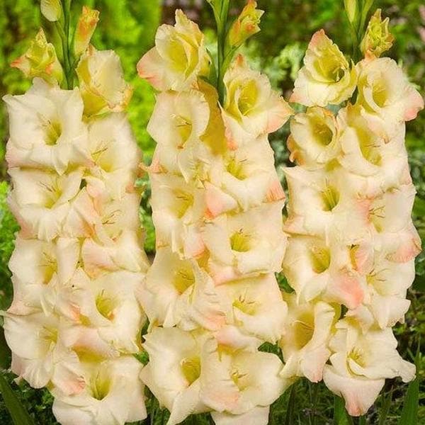 Gladiolus (Cream Color) - Bulbs (set of 10)