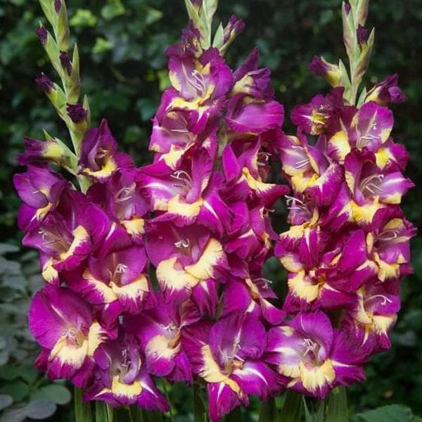 Gladiolus Eighth Wonder (Purple, Yellow) - Bulbs (set of 10)