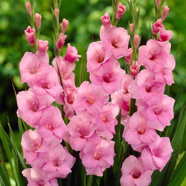 Gladiolus Enchantress (Pink) - Bulbs (set of 10)