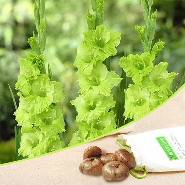 Gladiolus (Green) - Bulbs (set of 10)